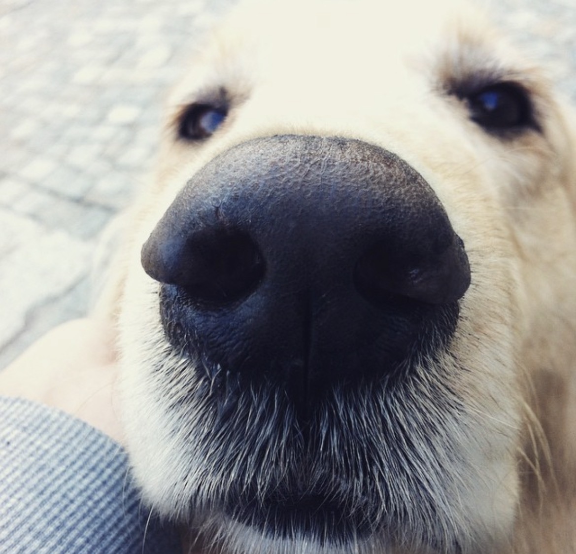 esa nariz. esos ojos. presente como un monje.
