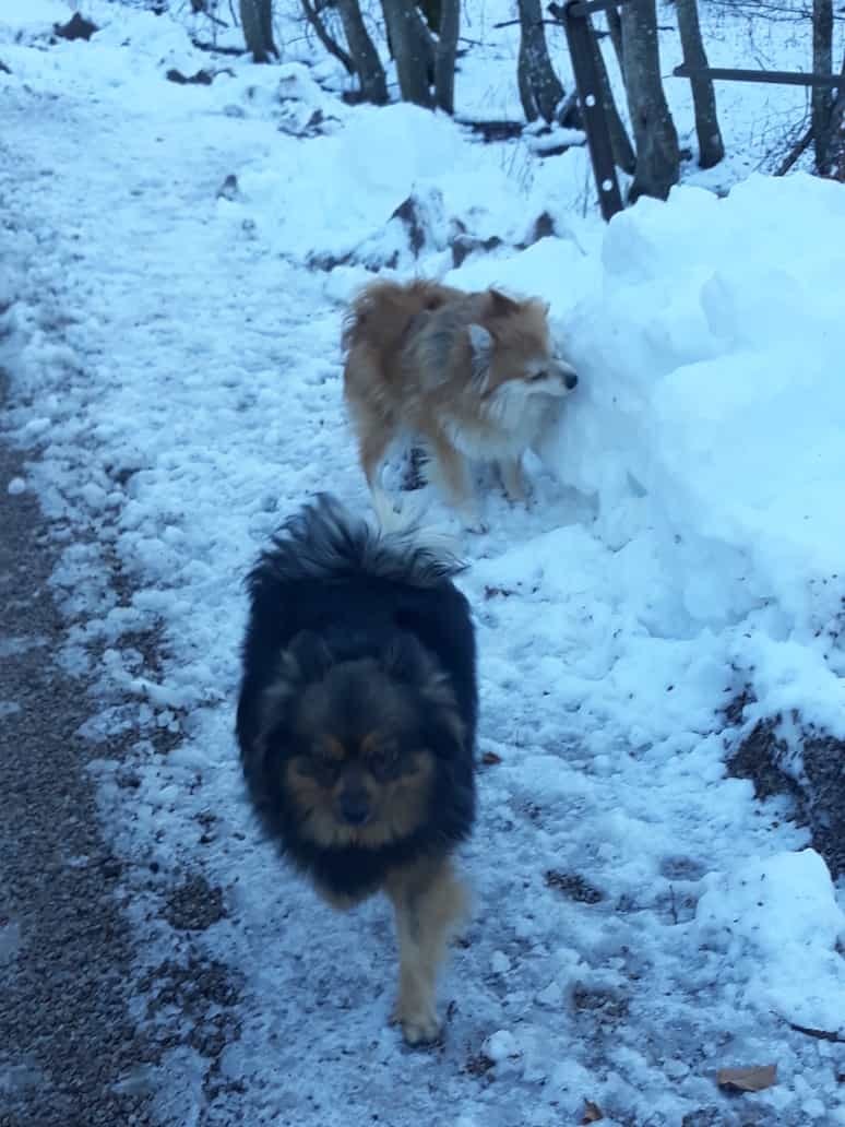Pippo and Moka in Italian snow