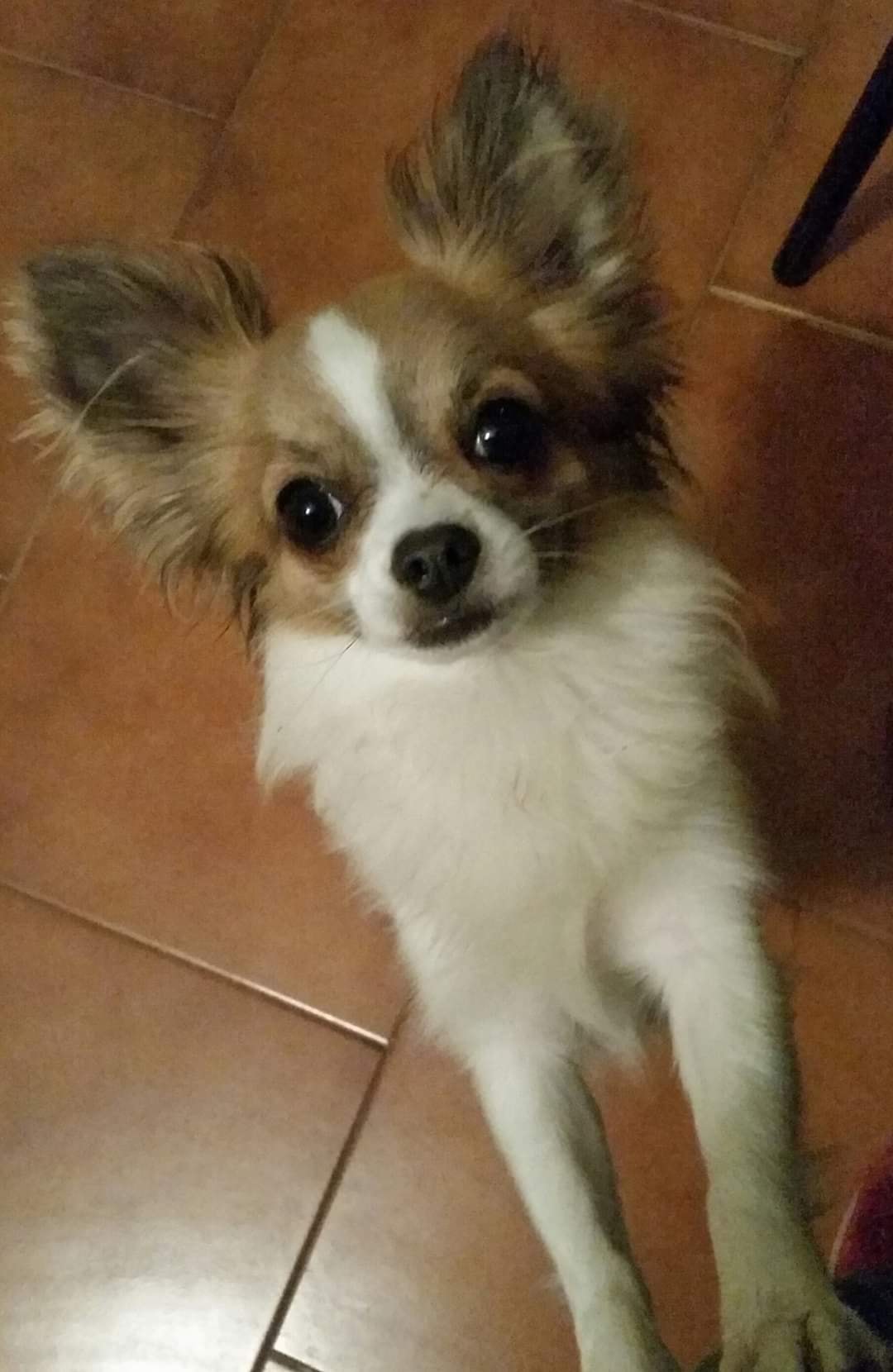 punto