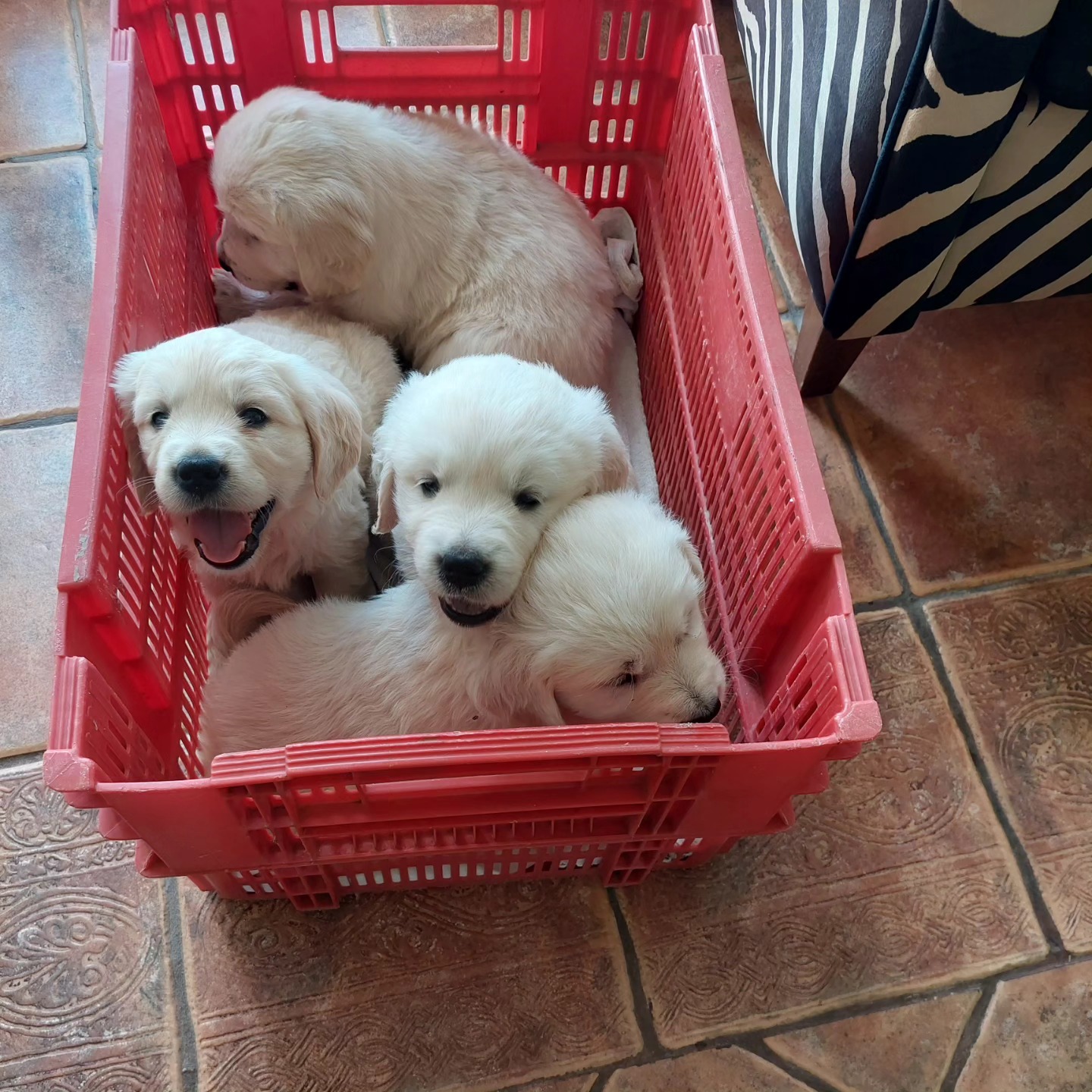 barça's puppies