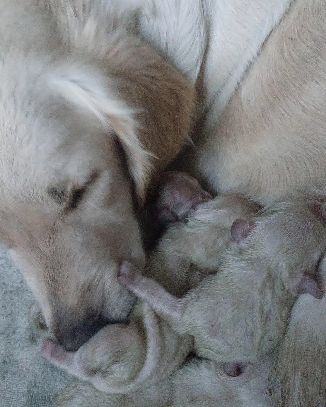 barça · newborns